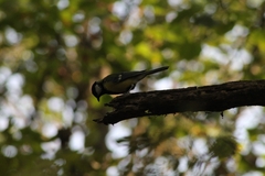 Parus major major