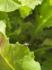 Microtheca ochroloma