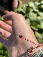 Microtheca ochroloma