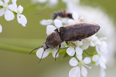 Prosternon tessellatum