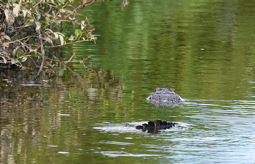 American Alligator photographed in Arkansas