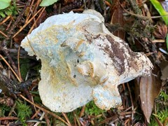 Albatrellaceae