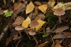 Psathyrella olympiana
