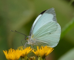 Leptophobia aripa