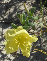 Oenothera drummondii