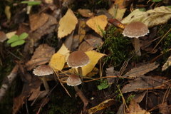 Psathyrella olympiana