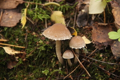 Psathyrella olympiana
