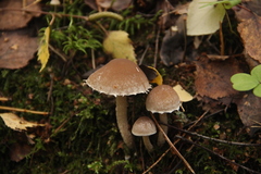 Psathyrella olympiana