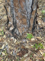 Pinus palustris