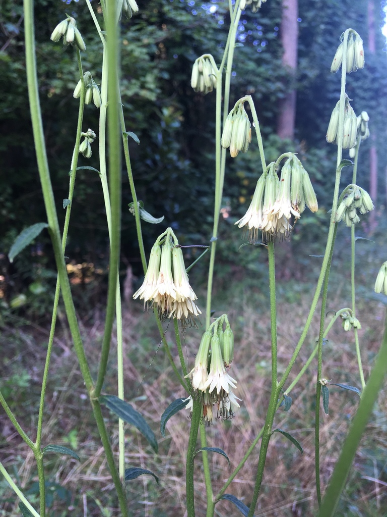 lion's foot rattlesnake root