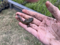 Lithobates sphenocephalus