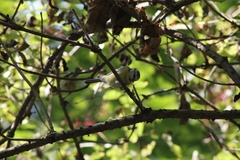 Cyanistes caeruleus caeruleus