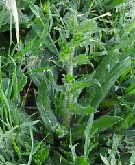 Hordeum murinum leporinum