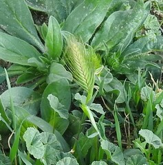 Hordeum murinum leporinum