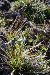 Deschampsia brevifolia