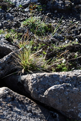 Deschampsia brevifolia