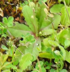 Hypochaeris glabra
