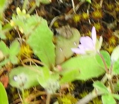 Hypochaeris glabra