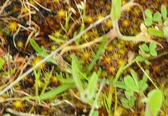 Plantago coronopus