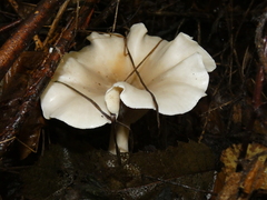 Pleurocybella porrigens