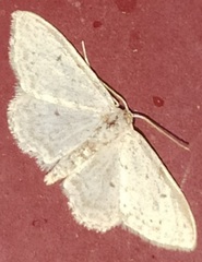 Idaea minuscularia