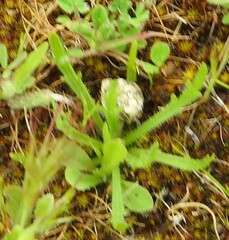 Plantago coronopus