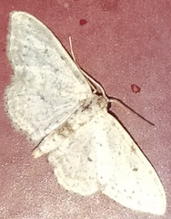 Idaea minuscularia