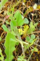 Medicago minima