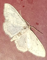 Idaea minuscularia