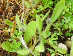 Plantago lagopus