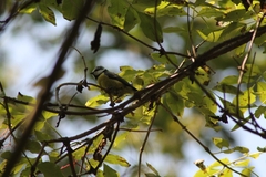 Cyanistes caeruleus caeruleus