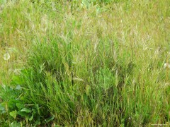 Bromus hordeaceus