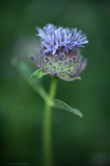 Monardella odoratissima