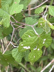 Campsis