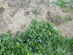 Hordeum murinum leporinum