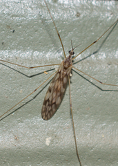 Limoniidae
