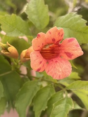 Campsis