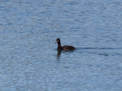 Aythya novaeseelandiae