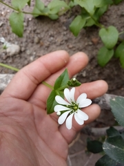 Stellaria chilensis