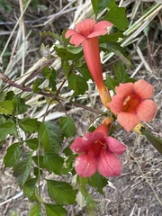 Campsis
