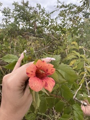 Campsis