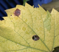 Dothideomycetes