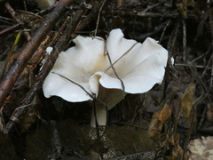Pleurocybella porrigens