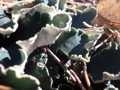Peltigera malacea