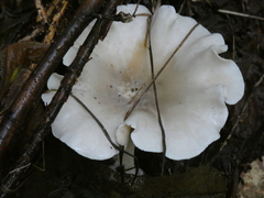 Pleurocybella porrigens