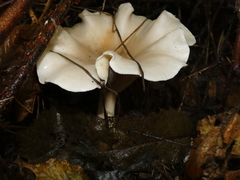 Pleurocybella porrigens
