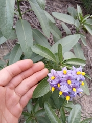 Solanum crispum