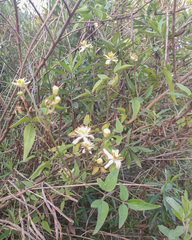 Clematis montevidensis