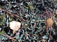 Peltigera malacea