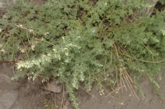 Artemisia pontica